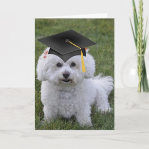 Bichon Black Cap Abschluss Karte