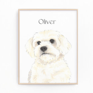 Bichon, Bolognese, Coton, Havanese, Maltesische Ku Fotodruck