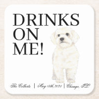 Bichon, Bolognese, Havanese, Malteser Hochzeit