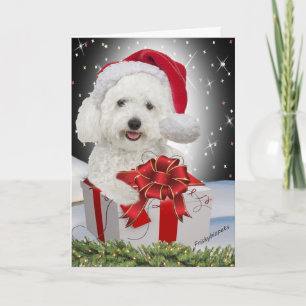 Bichon Christmas Cards Feiertagskarte