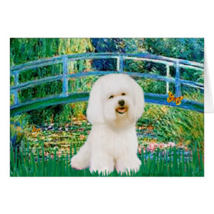 Bichon Frise 1 - Bridge