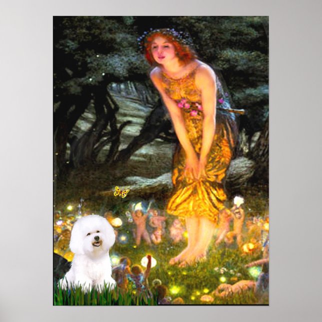 Bichon Frise 1 - MidEve Poster (Vorne)
