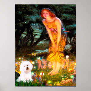 Bichon Frise 1 - Mittsommerabend Poster