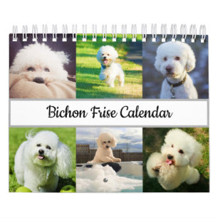 Bichon Frise 2022 Kalender