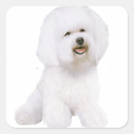 Bichon Frise (A) Quadratischer Aufkleber