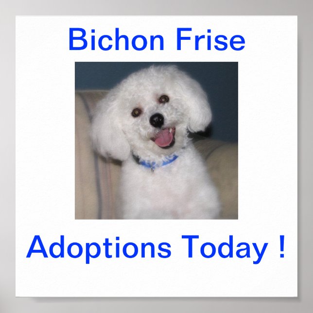 Bichon Frise Adoption Heute unterzeichnen Poster (Vorne)