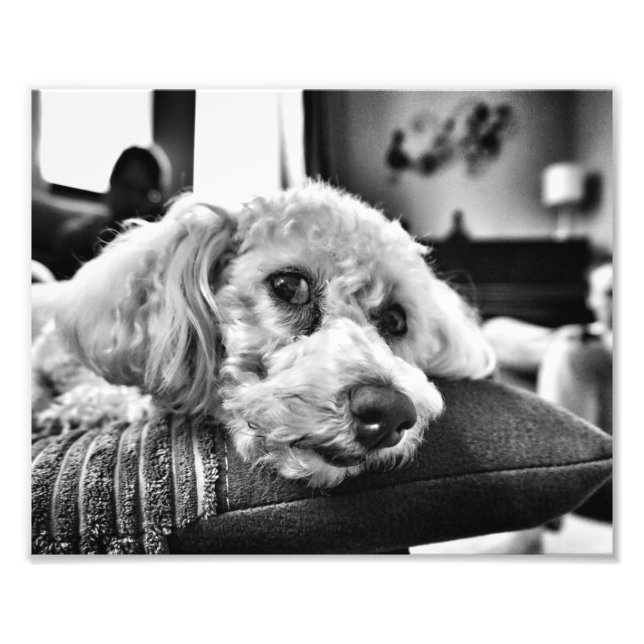 Bichon Frise auf Sofa Fotodruck (Vorne)