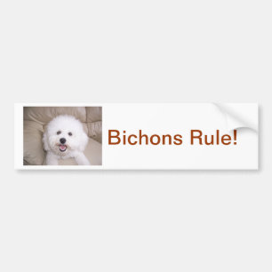 Bichon Frise Autoaufkleber