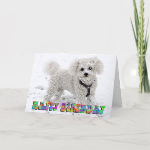 Bichon Frise birthday card Karte