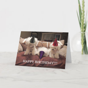 Bichon Frise Birthday Card!! Karte