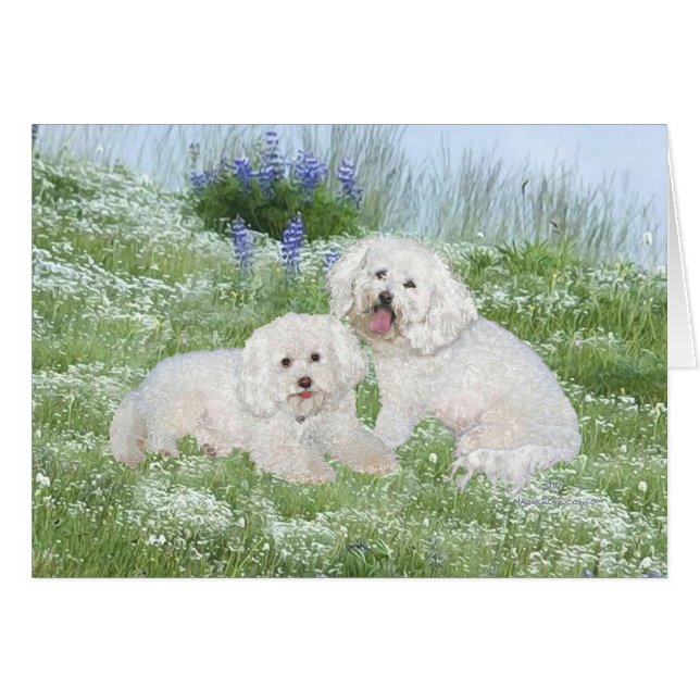Bichon Frise Bluebonnets (Vorderseite (Horizontal))