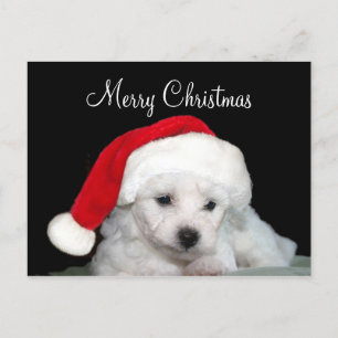 Bichon Frise Christmas Feiertagspostkarte