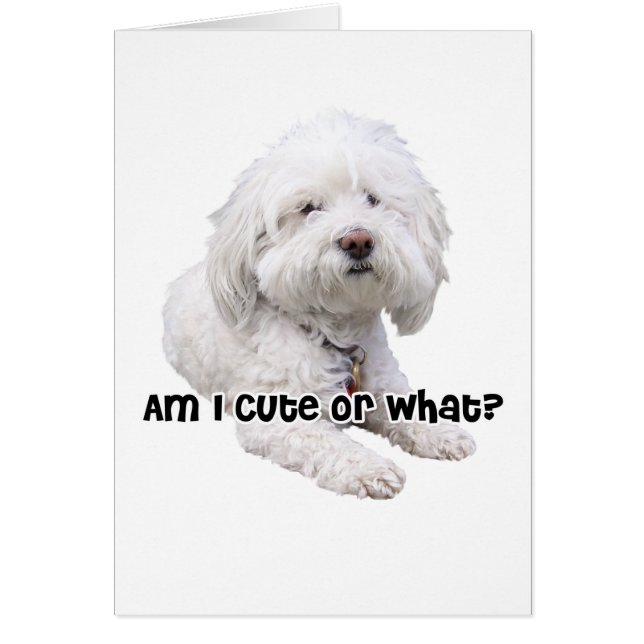 Bichon Frise Dog (Vorne)