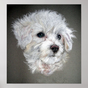 Bichon Frise Dog Portrait Poster Print