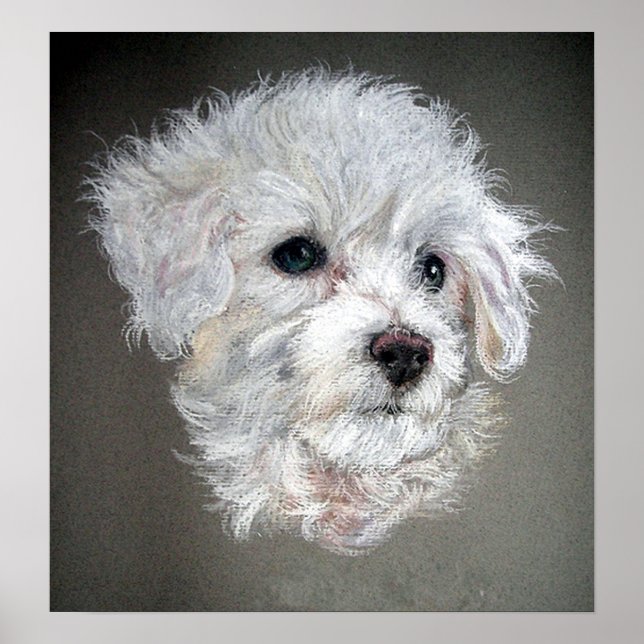 Bichon Frise Dog Portrait Poster Print (Vorne)