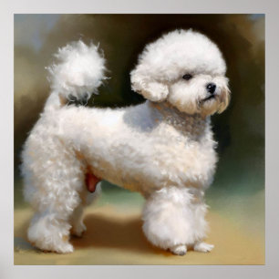 Bichon Frise Dog Poster