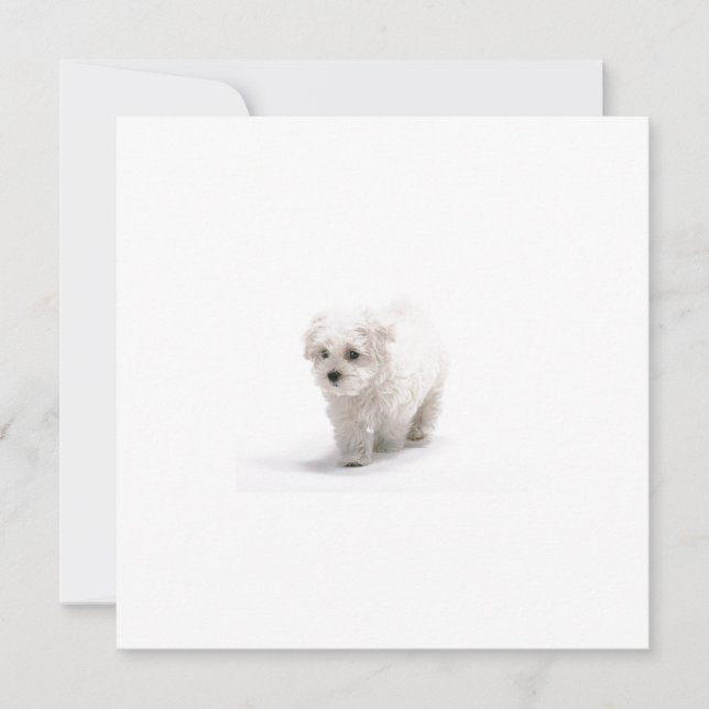 Bichon Frise Einladung (Vorderseite)