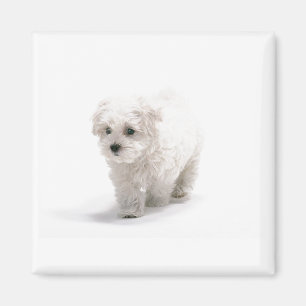 Bichon Frise Foto Magnet