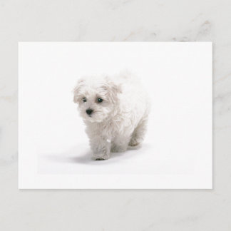 Bichon Frise Foto Postkarte