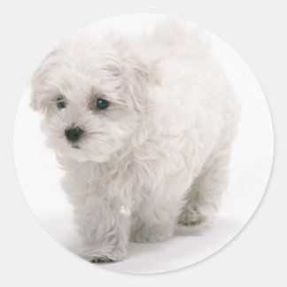 Bichon Frise Foto Stickers