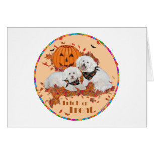 Bichon Frise Halloween