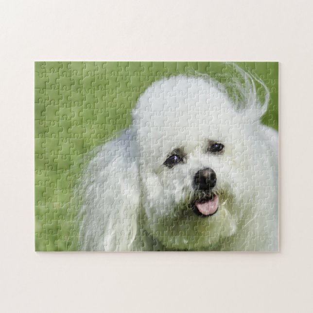 Bichon Frise Hunde. Puzzle (Horizontal)