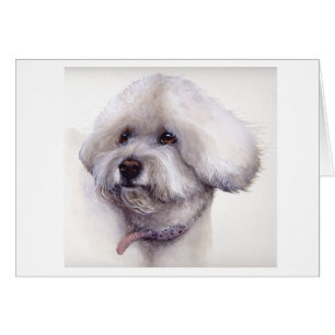 Bichon Frise in Aquarellfarbe gemalt