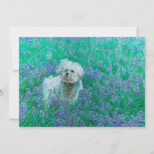 Bichon Frise in Bluebonnets Dankeskarte