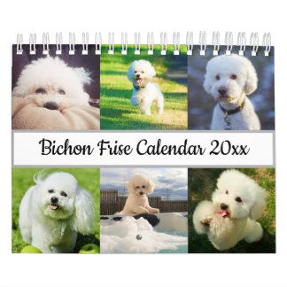 Bichon Frise Kalender