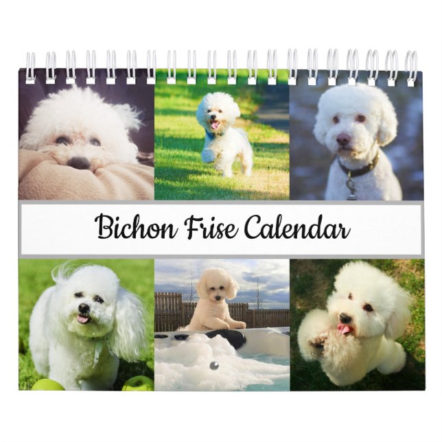 Bichon Frise Kalender (Titelbild)