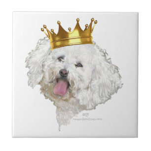 Bichon Frise König Fliese