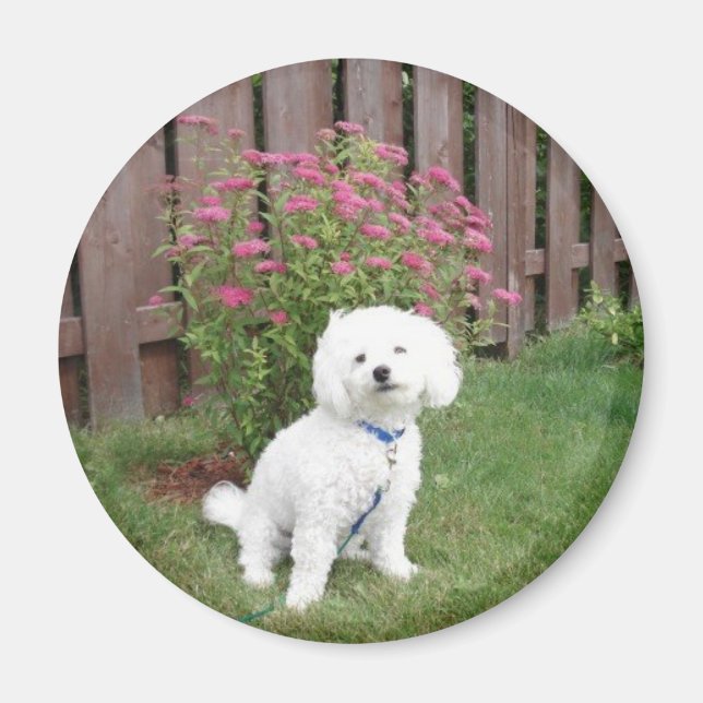Bichon Frise Magnet (Vorne)