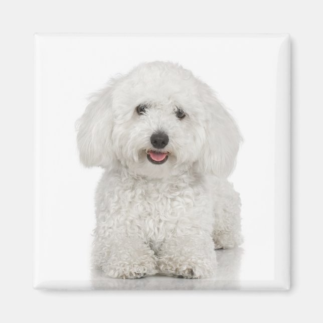 Bichon Frise Magnet (Vorne)