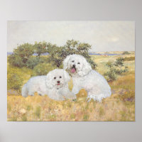 Bichon Frise Meadow View