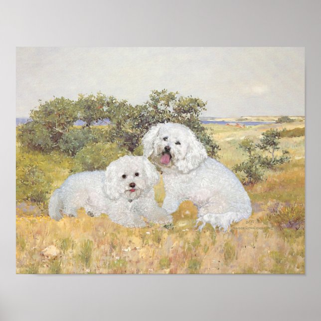 Bichon Frise Meadow View Poster (Vorne)