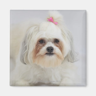 bichon frise mit einem rosa Bogen in ihm ist Haar Magnet