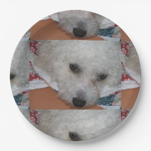 Bichon Frisé.png Pappteller