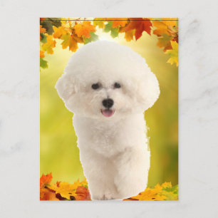 Bichon Frise Postkarte