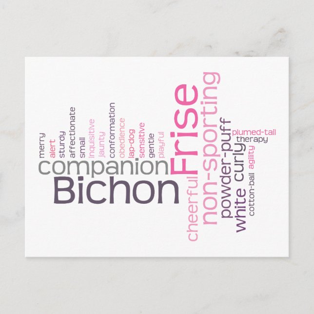 Bichon Frise Postkarte (Vorderseite)