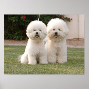 Bichon Frise Print Poster