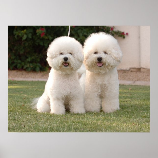Bichon Frise Print Poster (Vorne)