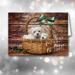 Bichon Frise Puppies in Basketball Weihnachtskarte