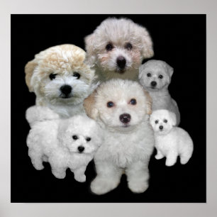 Bichon Frise Puppies Print Poster