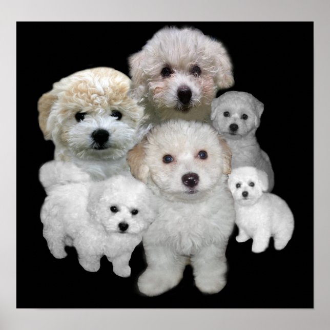 Bichon Frise Puppies Print Poster (Vorne)