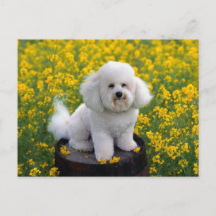 Bichon Frise Puppy Dog Blank Grußkarte Postkarte