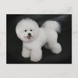 Bichon Frise Puppy Dog Blank Grußkarte Postkarte