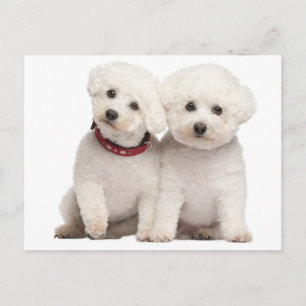 Bichon Frise Puppy Dog Blank Grußkarte Postkarte
