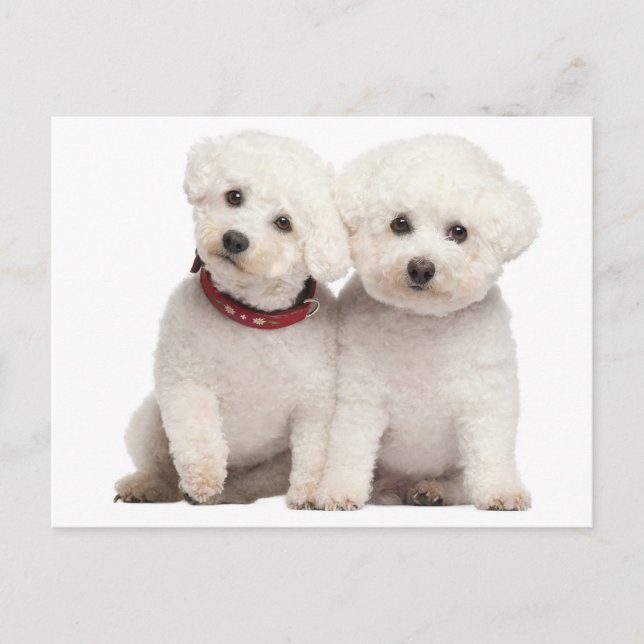 Bichon Frise Puppy Dog Blank Grußkarte Postkarte (Vorderseite)