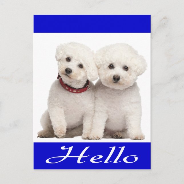 Bichon Frise Puppy Dog Hallo Grußkarte Post Card Postkarte (Vorderseite)