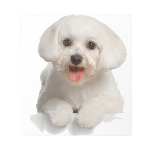 Bichon Frise Puppy Notizblock (Vorderseite)